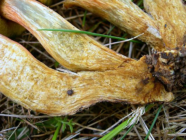 Xerocomus bubalinus   (Oolbekk. & Duin)  Redeuilh